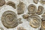 Jurassic Ammonite (Dactylioceras) Fossil Cluster- Germany #279470-1